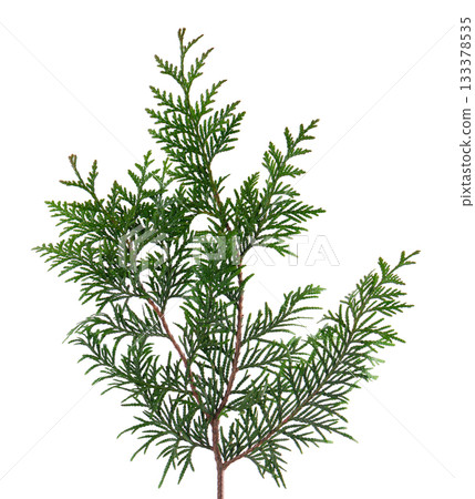 Thuja branch isolated on white background. Branch of green orientalis leaves. Clipping path. 133378535