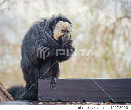 small monkey eats at the zoo small monkey eats at the zoo 133378608