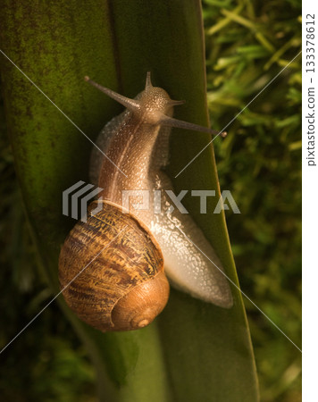 large snail crawls along the green leaf. large snail crawls along the green leaf. 133378612