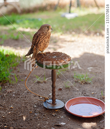 Owl in Zoo Owl in Zoo 133378616