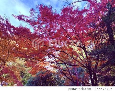 maple, yellow leafe, autumn 133378706