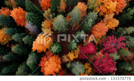 Colorful autumn forest viewed from above showcasing vibrant foliage and diverse trees 133378778