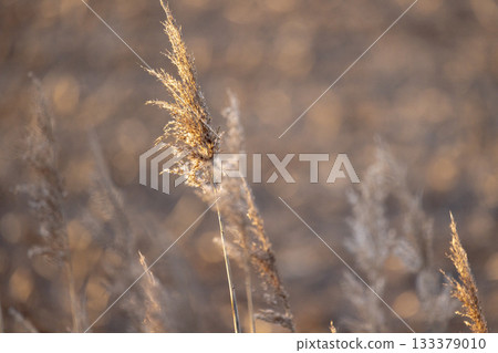 Closeup of reed head with tender light and textured elements Closeup of reed head with tender light and textured elements 133379010
