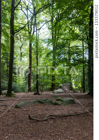 Aachen, North Rhine-Westphalia , Germany, August 23rd, 2025, Sundappled forest opening showcasing 133379012