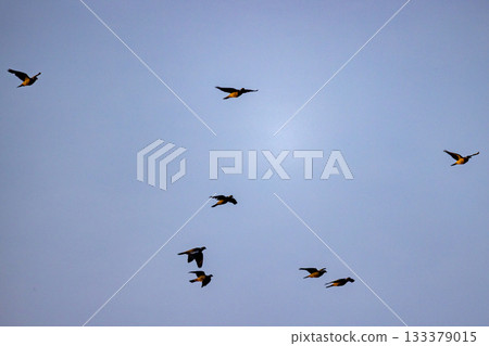 Birds dance together, Flock moves harmoniously in evening skies 133379015