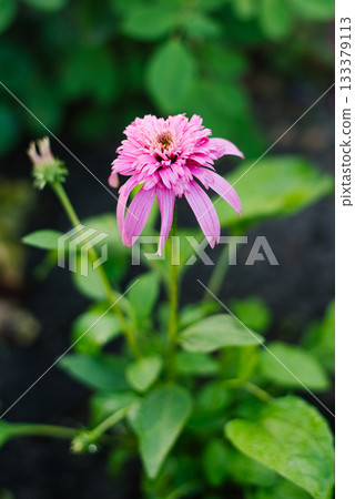 Echinacea Butterfly Kisses in summer bloom 133379113