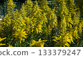 Yellow Flowers of Solidago 133379247