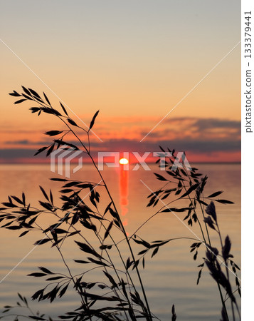 Silhouetted grasses stand against a warm sunset over tranquil water. The bright red sun creates a vibrant reflection on the calm surface, offering a peaceful view. Silhouetted grasses stand against a warm sunset over tranquil water. The bright red sun creates a vibrant reflection on the calm surface, offering a peaceful view. 133379441