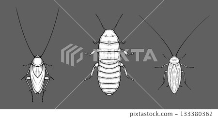 Hand-drawn ants in detailed ink style on dark background, entomology concept. 133380362