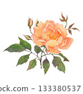 Individual delicate orange rose with leaves, buds, shoot. Hand-drawn watercolor illustration isolated on white background. Perfect for design postcards, invitations, polygraph, textile, tableware 133380537
