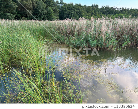 Reeds growing densely along a calm lake Reeds growing densely along a calm lake 133380624