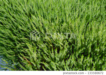 Flowering heather plant bg, white erica flowers or gardener heather pattern Flowering heather plant bg, white erica flowers or gardener heather pattern 133380672