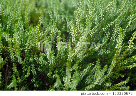 Flowering heather plant bg, white erica flowers or gardener heather pattern Flowering heather plant bg, white erica flowers or gardener heather pattern 133380673