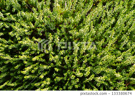 Flowering heather plant bg, white erica flowers or gardener heather pattern Flowering heather plant bg, white erica flowers or gardener heather pattern 133380674