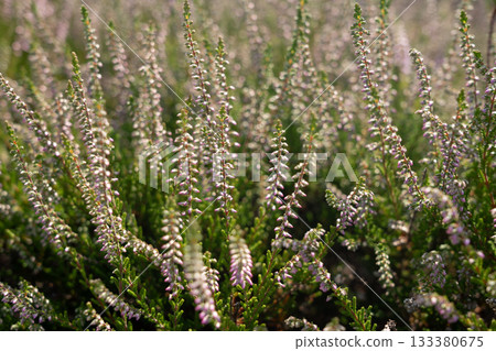 Flowering heather plant bg, white erica flowers or gardener heather pattern 133380675