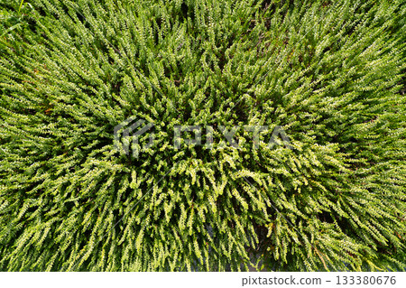 Flowering heather plant bg, white erica flowers or gardener heather pattern Flowering heather plant bg, white erica flowers or gardener heather pattern 133380676