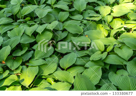 Hosta Flowers and Leaves Macro, Wet Hostas Leaf Nature Pattern, Funkia, Big Daddy Leaves, Plantain Lilies, 133380677