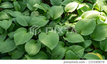 Hosta Flowers and Leaves Macro, Wet Hostas Leaf Nature Pattern, Funkia, Big Daddy Leaves, Plantain Lilies, 133380678
