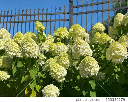 Hydrangea Flowers, Blooming White Hortensia 133380679