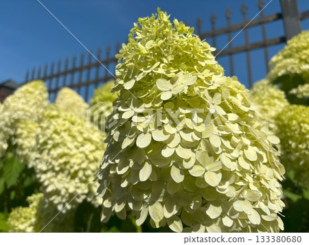 Hydrangea Flowers, Blooming White Hortensia 133380680