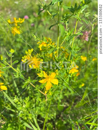 Yellow flowers of Hypericum perforatum bloom in a summer field Yellow flowers of Hypericum perforatum bloom in a summer field 133380682