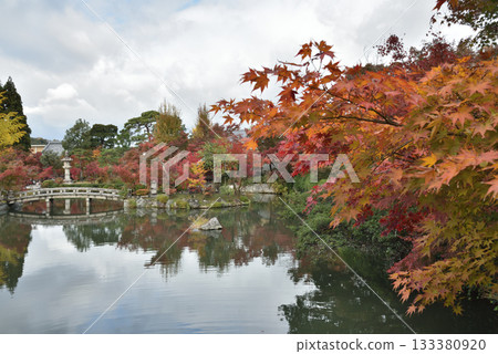 從極樂橋看到的永觀堂禪林寺、北條池的秋天（京都市左京區） 133380920