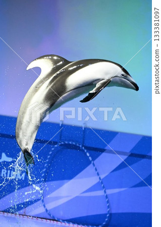 淺蟲水族館海豚表演（青森縣） 133381097