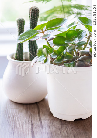 Indoor plants in a bright office create an eco-friendly atmosphere Indoor plants in a bright office create an eco-friendly atmosphere 133381153