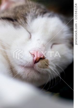 Close-up of a sleeping domestic cat. Close-up of a sleeping domestic cat. 133381154