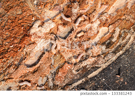 Big bark bettles larvaes in wood damaging material used for making different wooden things Big bark bettles larvaes in wood damaging material used for making different wooden things 133381243