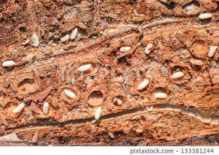 Many small white bugs under the bark of tree. Damaged logs of pine tree Many small white bugs under the bark of tree. Damaged logs of pine tree 133381244
