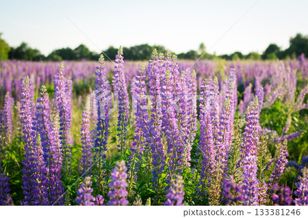 Colorful lupine flowers in field in the evening Colorful lupine flowers in field in the evening 133381246