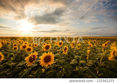 Golden sunflower in the field and setting sun on the background Golden sunflower in the field and setting sun on the background 133381255