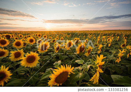 Endless field of sunflowers in the countryside. Majestic evening over sunflowers Endless field of sunflowers in the countryside. Majestic evening over sunflowers 133381256