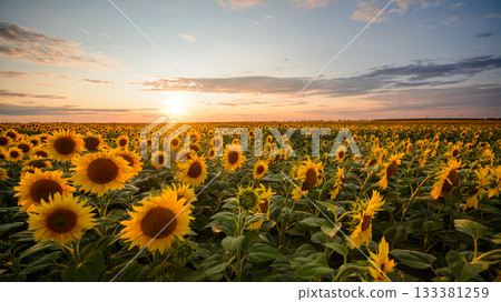 Panorama of golden sunflower plants in big field with burning setting sun Panorama of golden sunflower plants in big field with burning setting sun 133381259