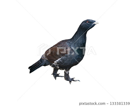 Wood grouse isolated on white background 133381339