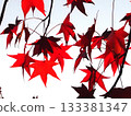 Autumnal maple leaves 133381347