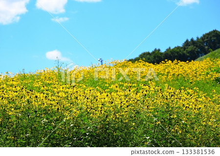 一片紅脈百合花在藍天下搖曳（青森縣） 133381536