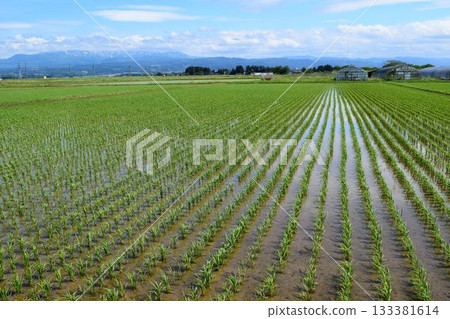 種植後兩週的稻田 種植後兩週的稻田 133381614