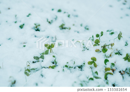 Clover visible from the snow-covered ground 133381654