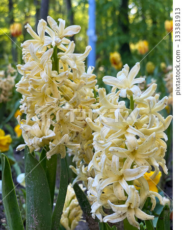 Yellow Hyacinth Flowers in Spring Garden 133381913