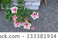 路邊盛開的粉紅色花朵 133381934