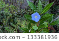 牽牛花 133381936