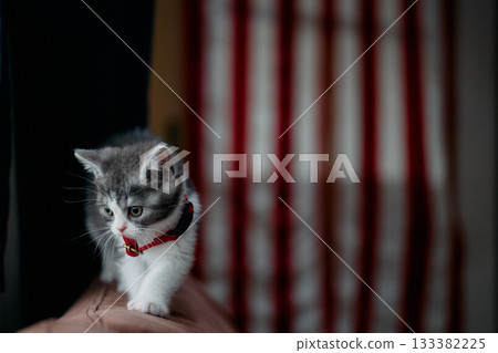 沙發背上的小貓 沙發背上的小貓 133382225