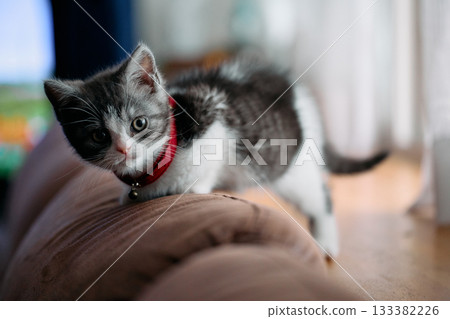 沙發背上的小貓 沙發背上的小貓 133382226