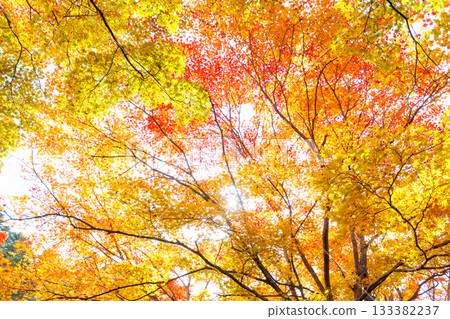 多彩的秋葉 133382237