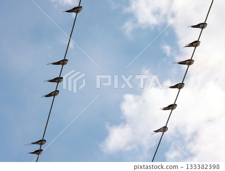 Swift martlet birds perching on wires over sky 133382398