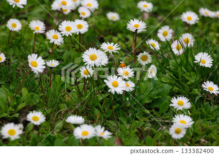 Daisies blooming in green grass field celebrating spring Daisies blooming in green grass field celebrating spring 133382400