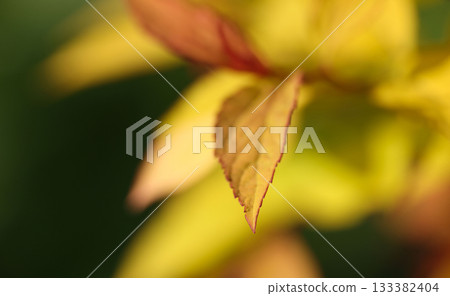 Yellow leaf showing vibrant autumn colors in nature Yellow leaf showing vibrant autumn colors in nature 133382404