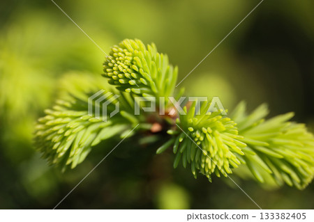 Pine or spruce tree branch with new cones Pine or spruce tree branch with new cones 133382405
